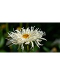Leucanthemum superbum ‘Crazy Daisy’